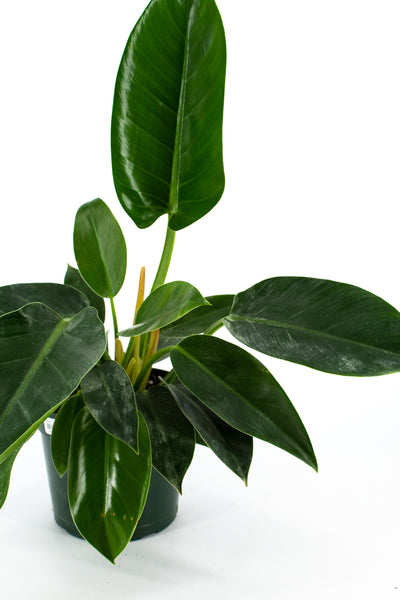 Philodendron "Green Congo" (Philodendron tatei) -  - Wild Lark - Wild Lark
