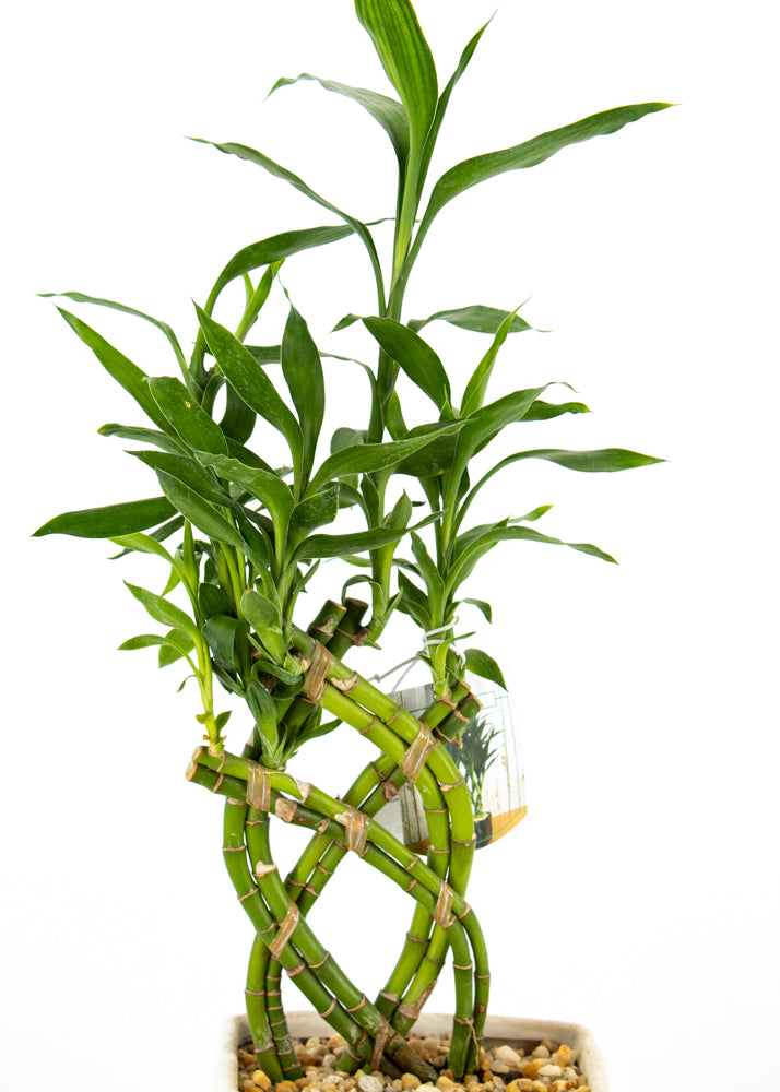 lucky bamboo in the wild Lucky Bamboo