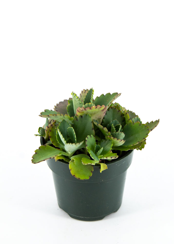 widow's thrill succulent Calandiva "Widow's-thrill" Kalanchoe blossfeldian – Wild Lark