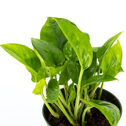 Pothos "Emerald" (Epipremnum aureum) -  - Wild Lark - Wild Lark