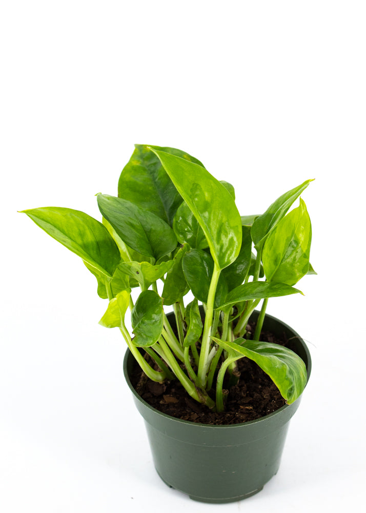 emerald green pothos Pothos 