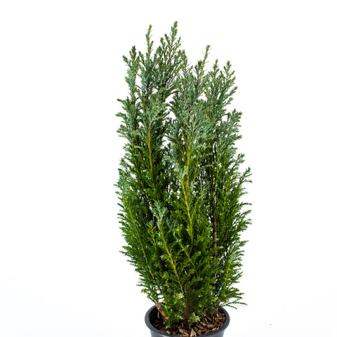 Cypress Topiary -  - Wild Lark - Wild Lark
