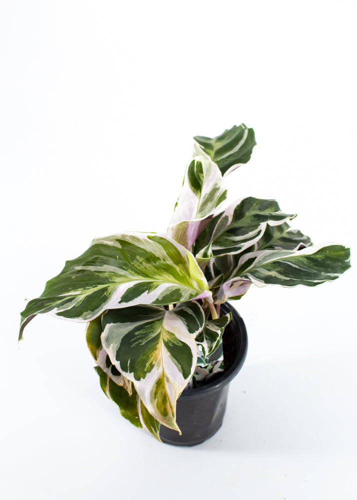Calathea 'Fusion White' (Calathea lietzei)  Wild Lark