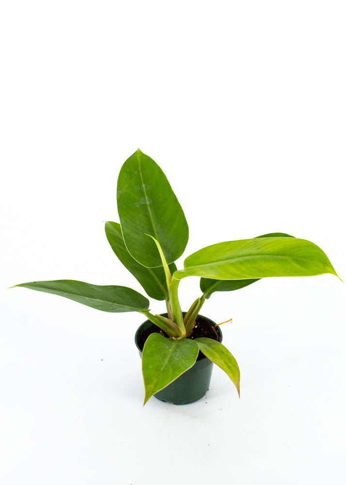 Philodendron (Imperial Green) – Wild Lark