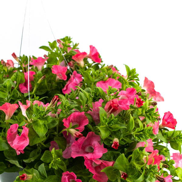 Petunia Hanging Basket - - Wild Lark - Wild Lark