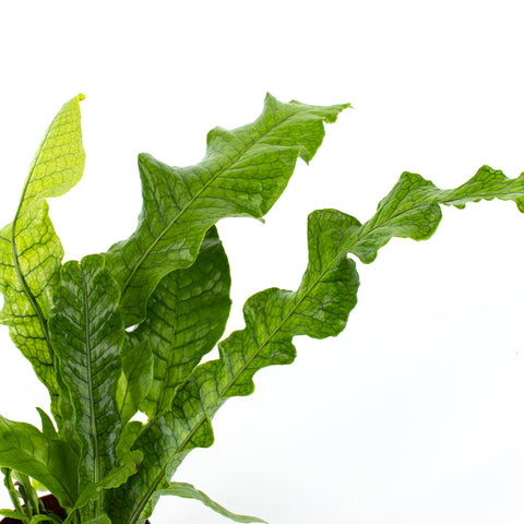 Crocodile fern (Asplenium scolopendrium L.) -  - Wild Lark - Wild Lark