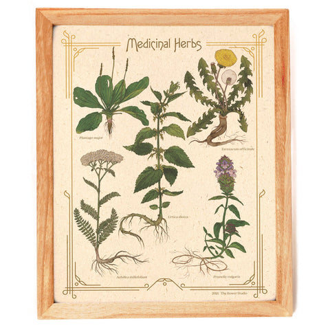 Medicinal Herbs Print -  - The Bower Studio - Wild Lark