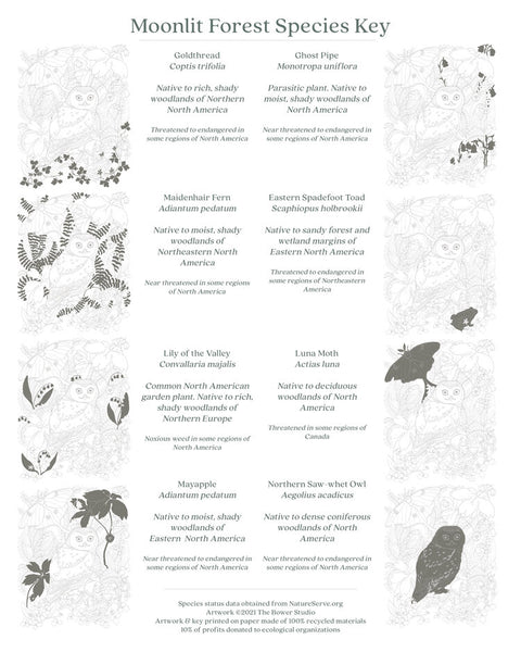 Moonlit Forest Print -  - Small Victories - Wild Lark