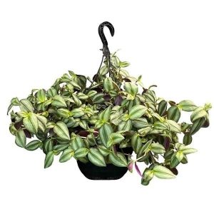 zebra hanging plant Tradescantia "White Zebra" (Tradescantia zebrina)