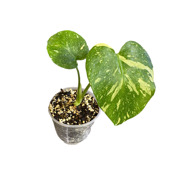 Monstera deliciosa variegated "Thai Constellation" -  - Wild Lark - Wild Lark