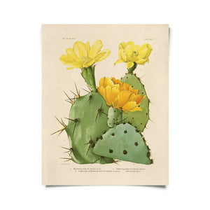 Vintage Botanical Cactus 28 -  - Curious Prints - Wild Lark