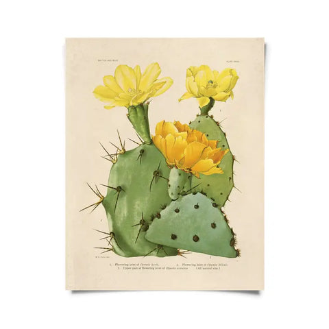 Vintage Botanical Cactus 28 -  - Curious Prints - Wild Lark