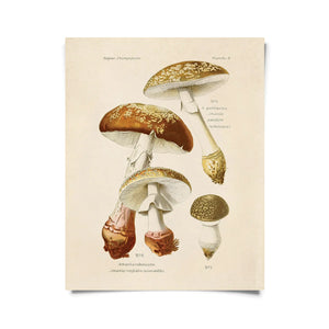 Vintage Blusher Mushroom Print -  - Curious Prints - Wild Lark