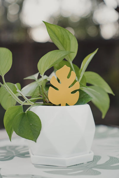 Monstera-Shaped Sticky Traps -  - The Plant Drip Co. - Wild Lark