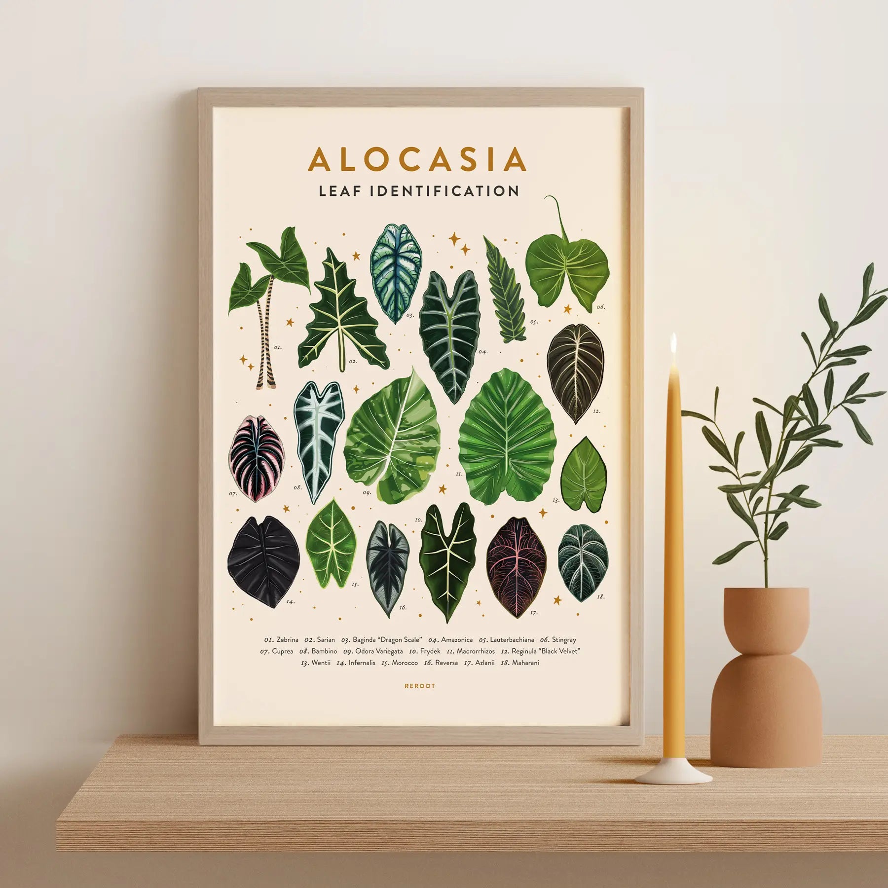Leaf Identification Posters - Alocasia - ReRoot - Wild Lark