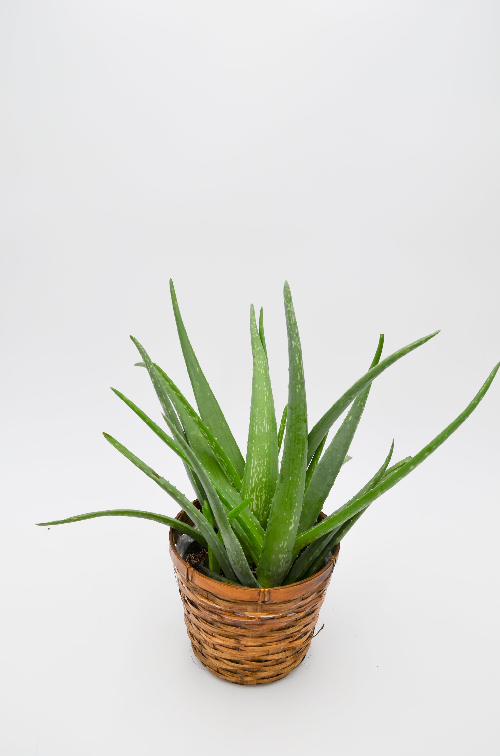 Aloe Vera – Wild Lark