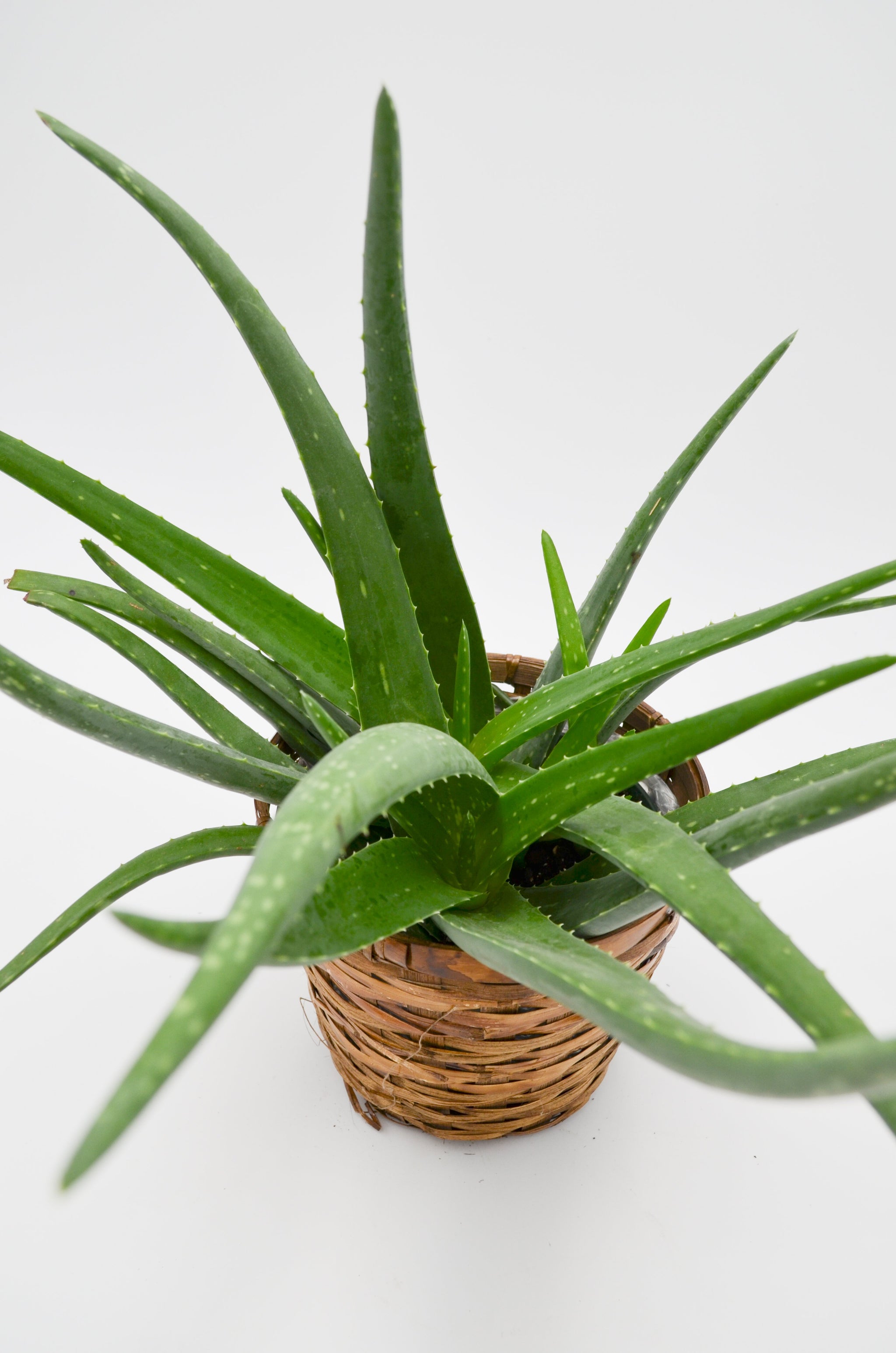 Aloe Vera – Wild Lark