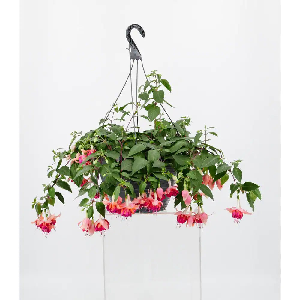 Hardy Fuchsia Hanging Basket - 10inch -  - Wild Lark - Wild Lark