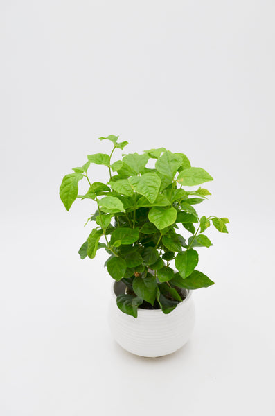 Arabian Jasmine (Jasminum sambac) -  - Wild Lark - Wild Lark