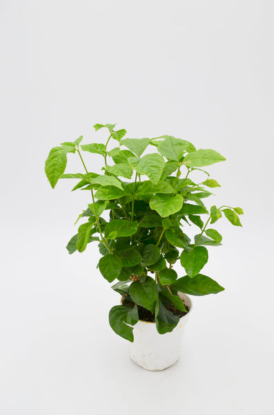 Arabian Jasmine (Jasminum sambac) -  - Wild Lark - Wild Lark