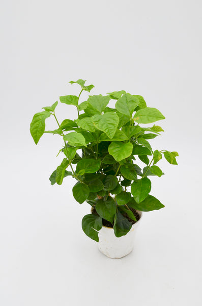 Arabian Jasmine (Jasminum sambac) -  - Wild Lark - Wild Lark
