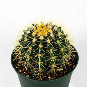 Barrel Cactus (Echinocactus grusonii) -  - Wild Lark - Wild Lark