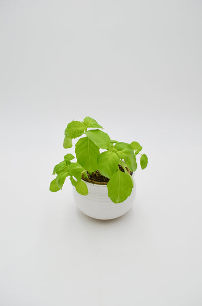 Basil Plant -  - Wild Lark - Wild Lark