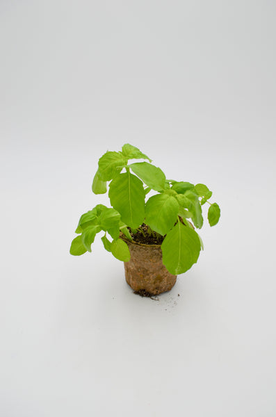 Basil Plant -  - Wild Lark - Wild Lark
