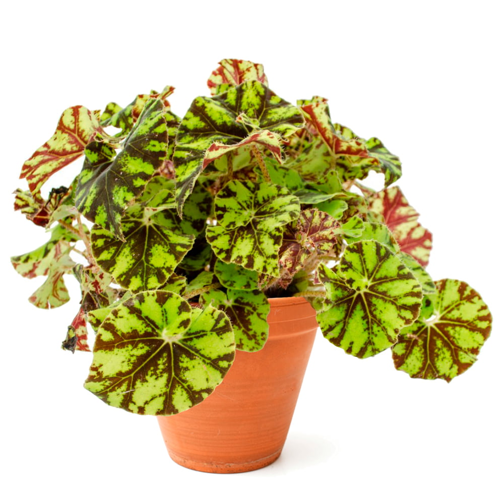 Rex Begonia Zumba -  - Wild Lark - Wild Lark