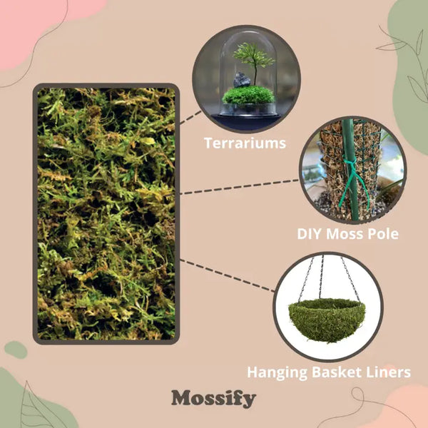 Premium Forest Moss Mix -  - Mossify - Wild Lark