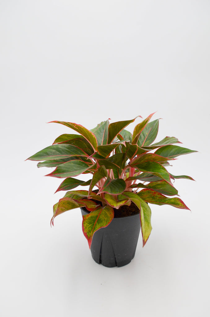 aglaonema rubi Chinese Evergreen "Ruby Ray" (Aglaonema) – Wild Lark