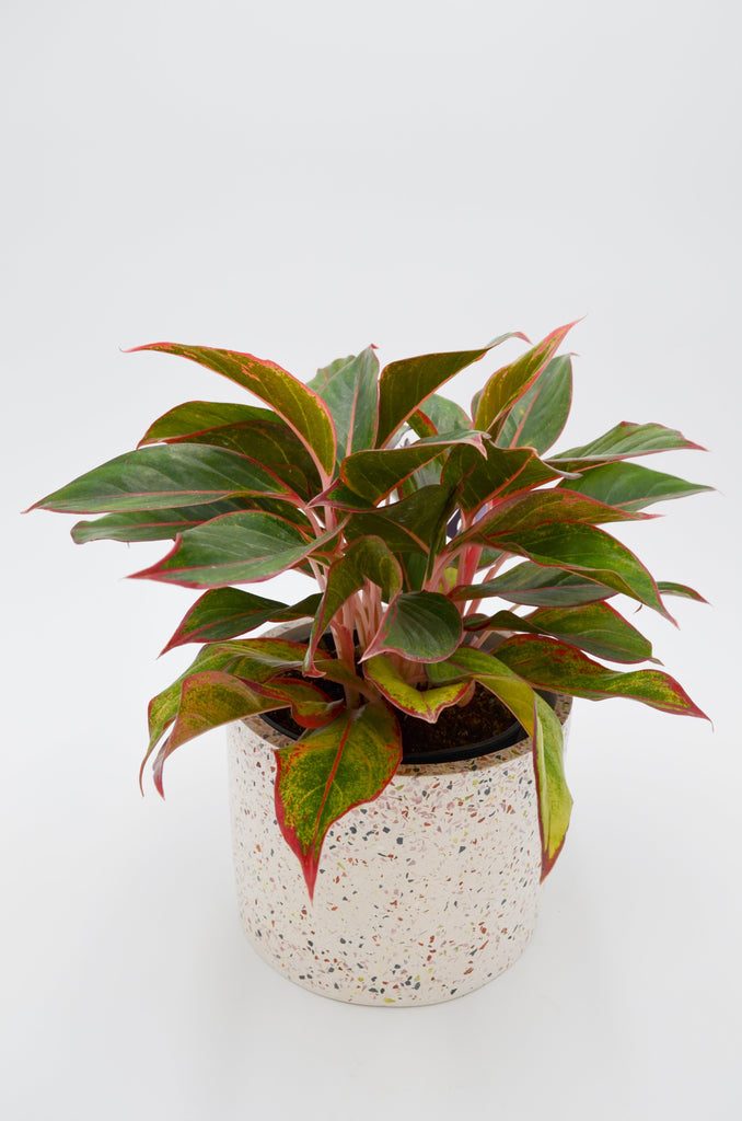 aglaonema roebelinii Chinese Evergreen "Ruby Ray" (Aglaonema) – Wild Lark