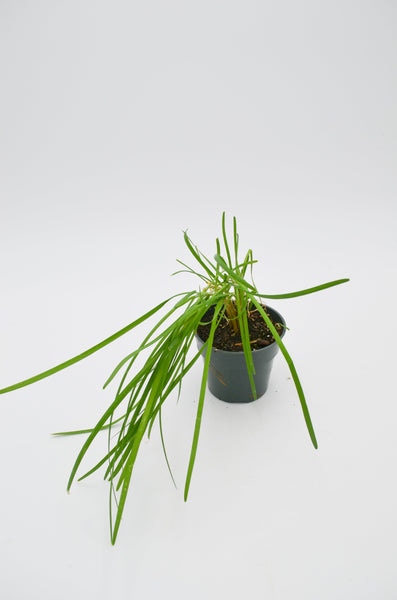 Chives Plant -  - Wild Lark - Wild Lark