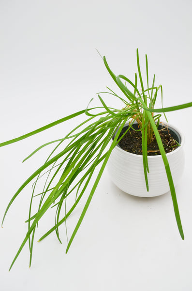 Chives Plant -  - Wild Lark - Wild Lark