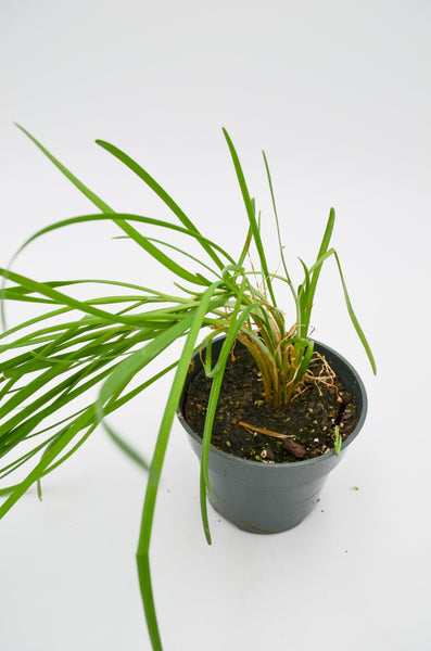 Chives Plant -  - Wild Lark - Wild Lark