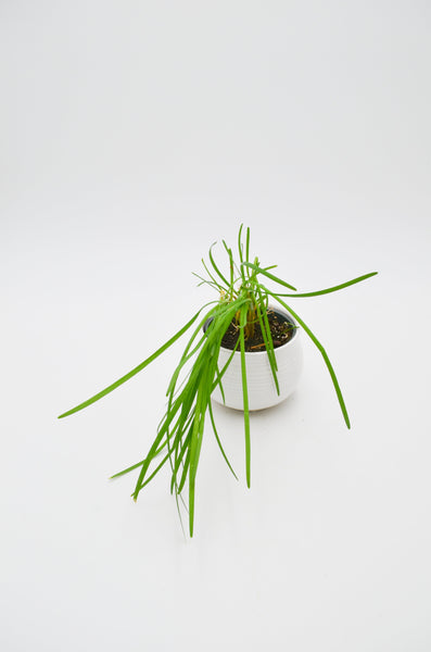 Chives Plant -  - Wild Lark - Wild Lark