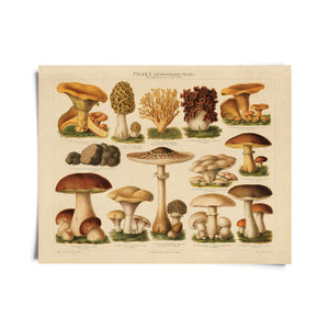 Vintage German Pilze 1 Mushroom Print -  - Curious Prints - Wild Lark