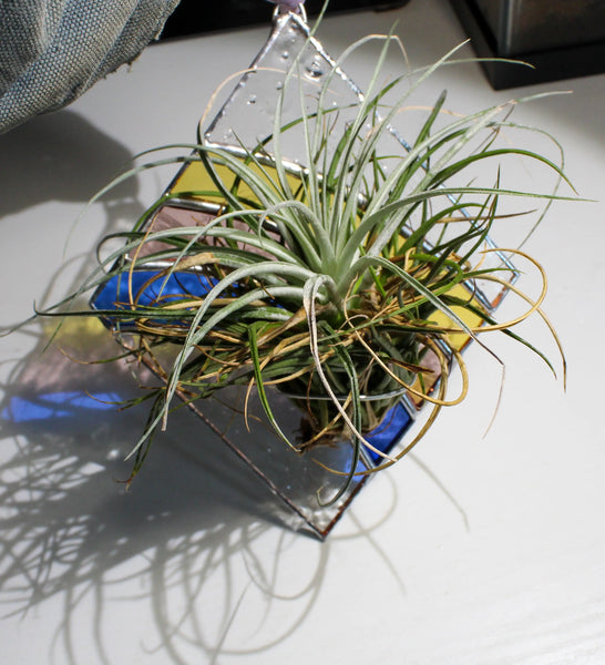 Rainbow Stained Glass - Air Plant Holder -  - The Glass Magnolia - Wild Lark