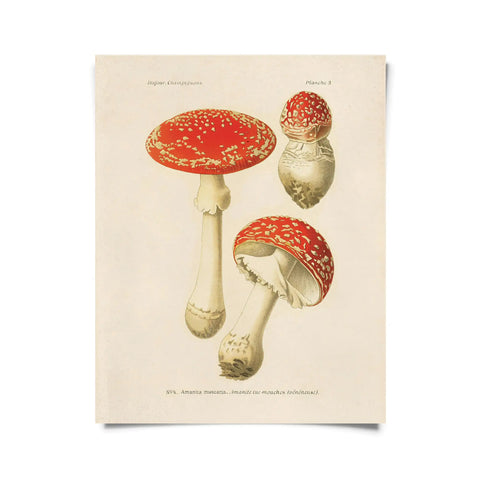 Vintage Magic Mushroom Print -  - Curious Prints - Wild Lark