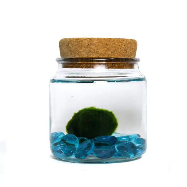 Large Moss Ball - Blue Glass - Moss Amigos - Wild Lark