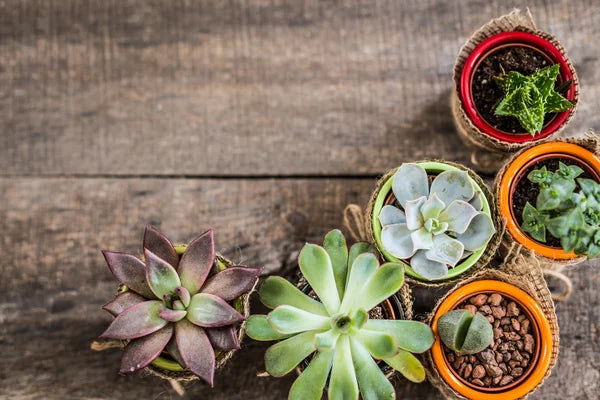 where to find succulents in the wild Assorted Succulent – Wild Lark