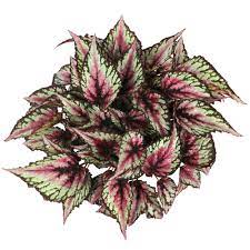 Rex Begonia "Salsa" -  - Wild Lark - Wild Lark