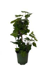 Hedera helix Hybrid 