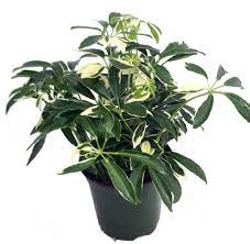 arboricola hawaiian schefflera Hawaiian Schefflera – Wild Lark