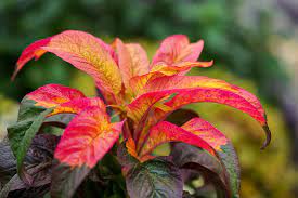 Joseph Coat Plant / Amaranthus Tricolor -  - Wild Lark - Wild Lark