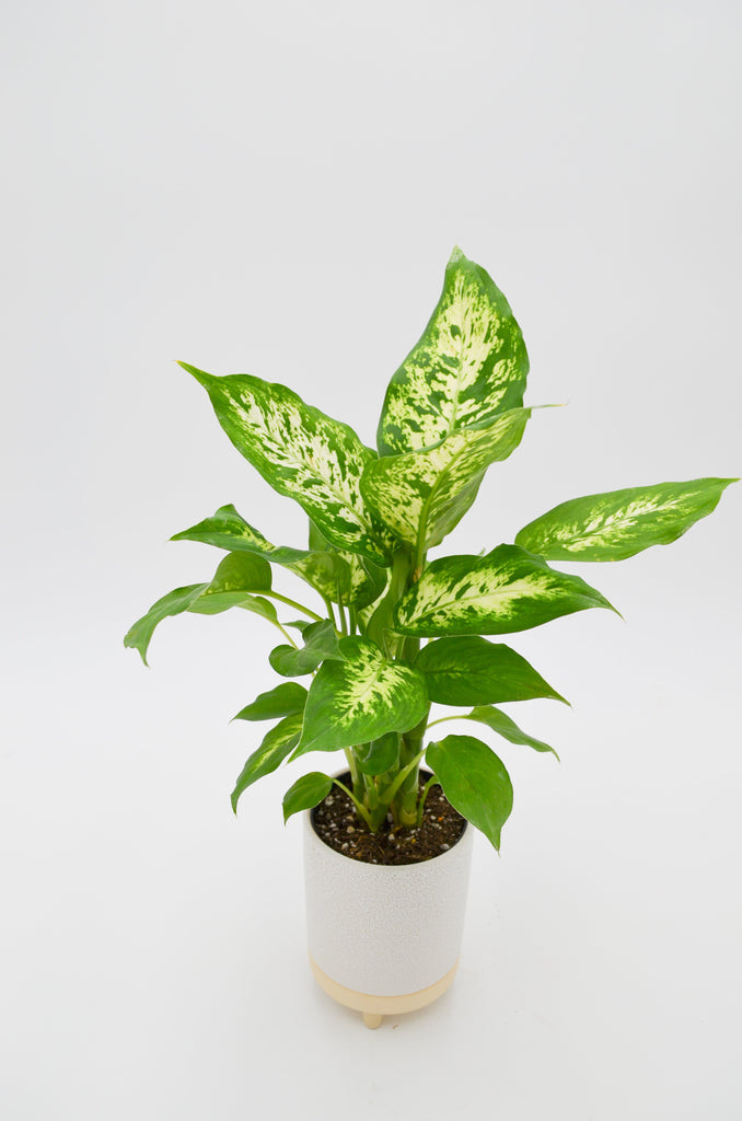 dieffenbachia in the wild Dieffenbachia Compacta Dumb Cane - Live Plant in a 8 Inch Growers Pot - Dieffenbachia 'Compacta'