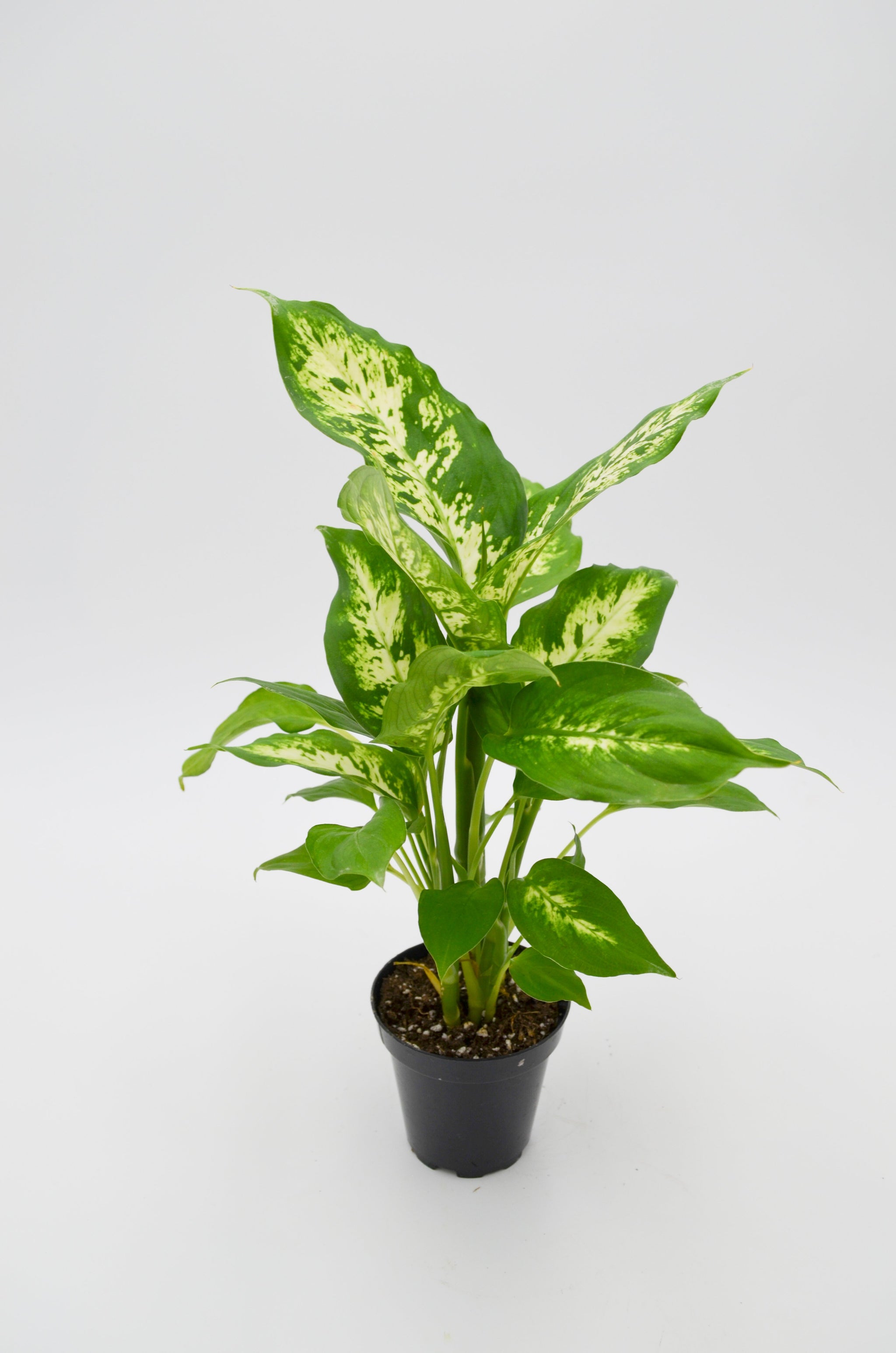 Dieffenbachia Compacta Dumb Cane - Live Plant in a 8 Inch Growers Pot - Dieffenbachia 'Compacta'