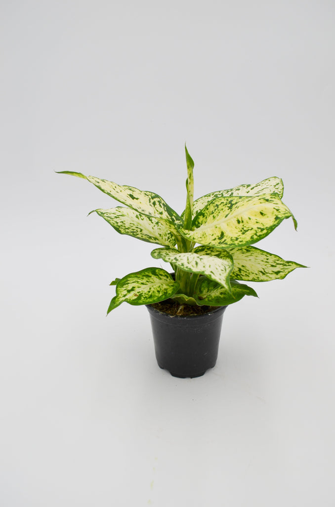dieffenbachia in the wild Dumb Cane (Dieffenbachia) – Wild Lark