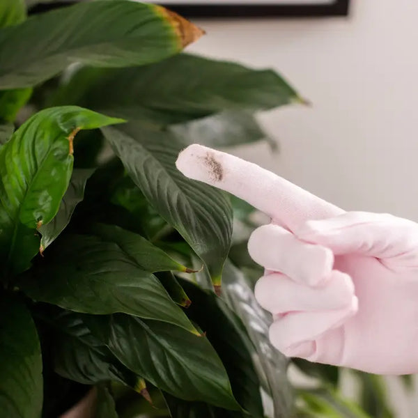 Houseplant Duster Gloves -  - Bubblegum Stuff US - Wild Lark