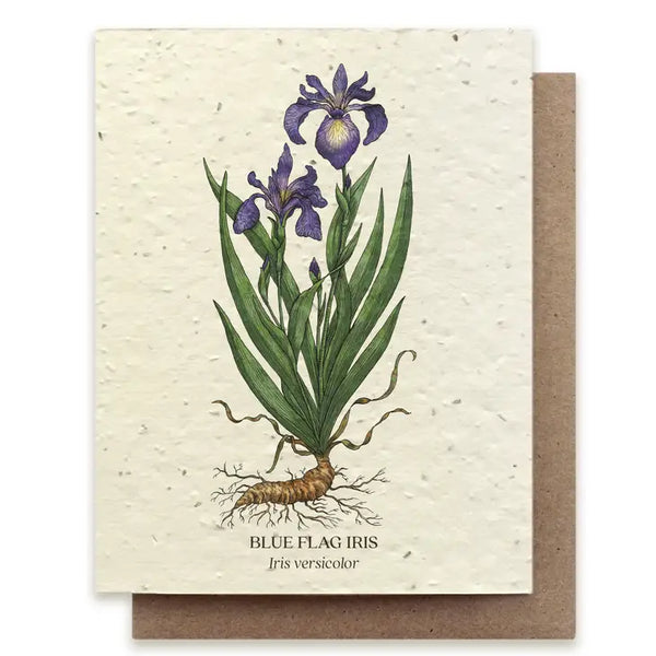 Plantable Wildflower Seed Card - Illustrated - Blue Flag Iris - The Bower Studio - Wild Lark